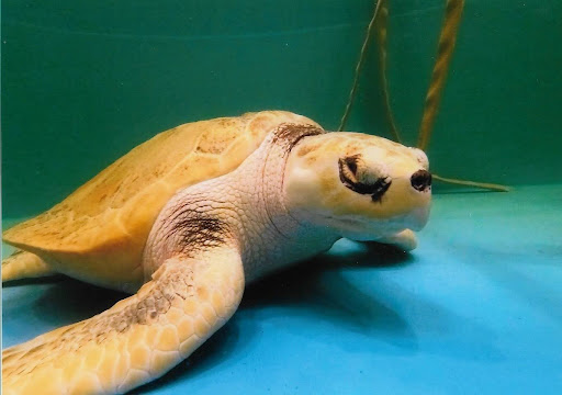 Lennie, a Kemp's Ridley turtle, is a long-term resident of the center who suffered from blunt force trauma that led to blindness.