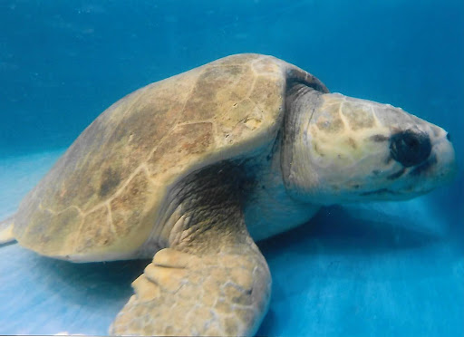 Lichen, a loggerhead turtle, suffers from Debilitated Turtle Syndrome, and is still on the mend.