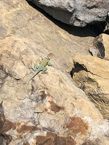 A male collared lizard (photo by Mark Paulissen).