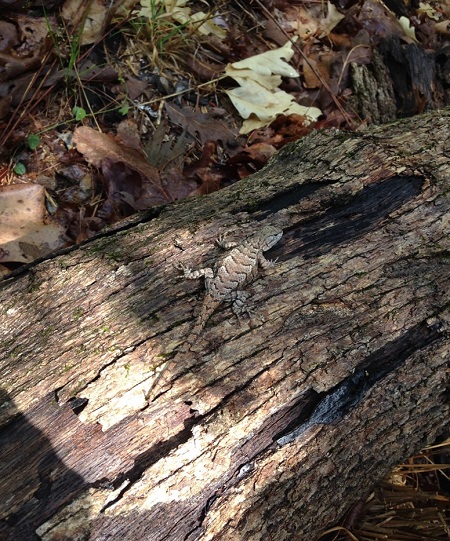 A Prairie lizard (photo by Mark Paulissen).