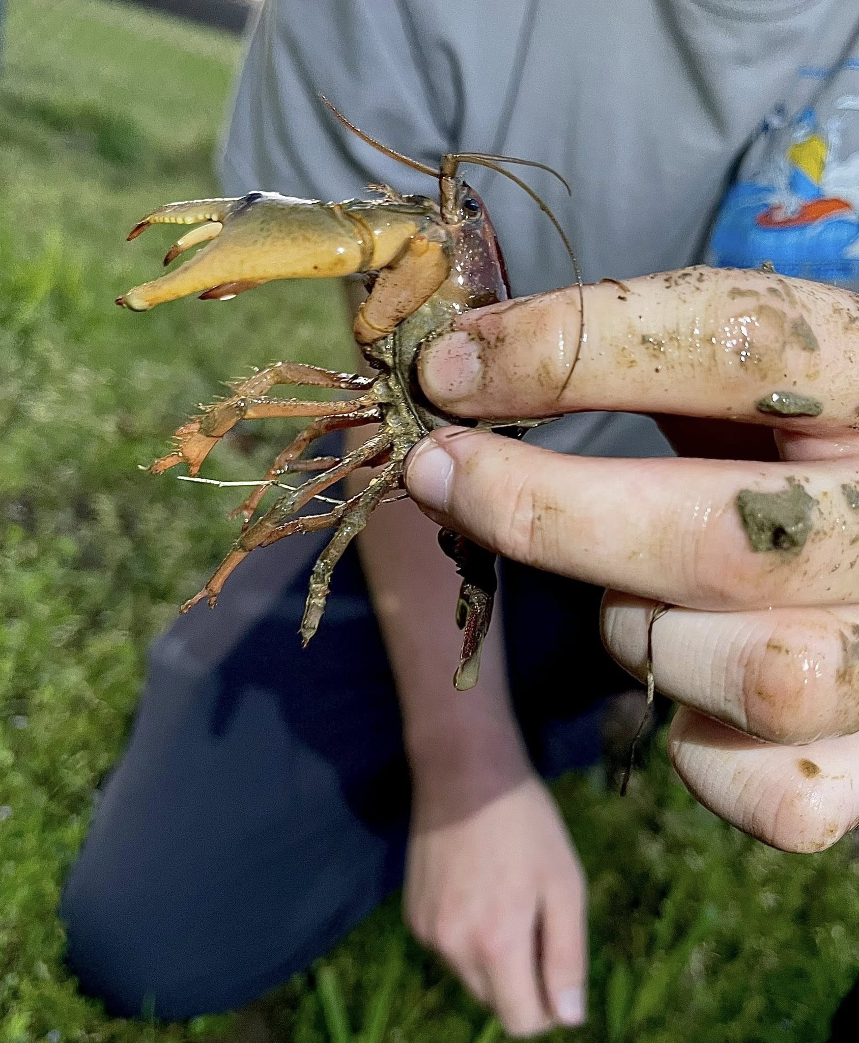 Cale Ingle holding a crayfish specimen during sampling.