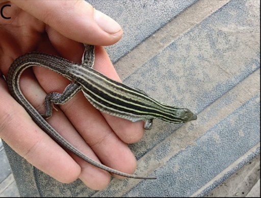 Photo of A. laredoensis B, one of the all-female species, taken from the paper.