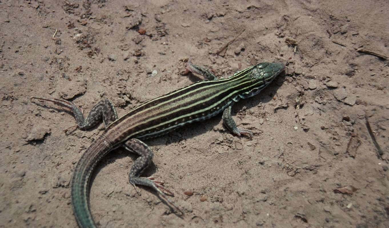 Laredo Striped Whiptail Clonal Complex B (photo by MAP)