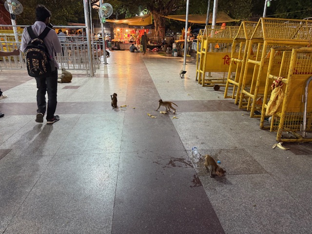 Monkeys on the street in New Delhi