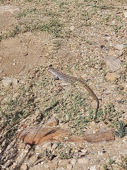 A large, third- or fourth-year adult of the parthenogenetic Common Checkered whiptail (Aspidoscelis tesselatus) observed by Caldwell and Cantrell in Cimarron County, Oklahoma, on 29 July 2023. Note the camouflage effect of the dorsal pattern of the lizard.